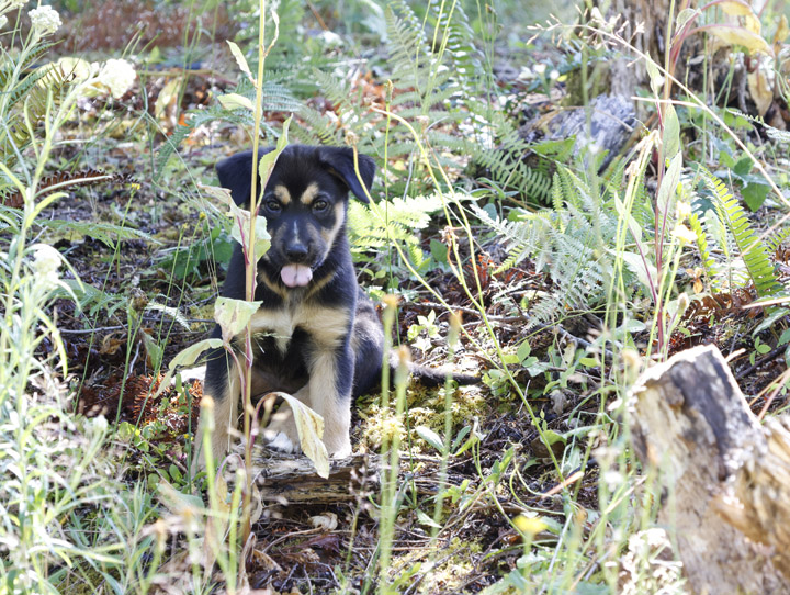 chinook dog